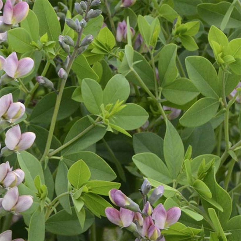 Baptisia Pink Truffles - Lupin indigo (Foliage)