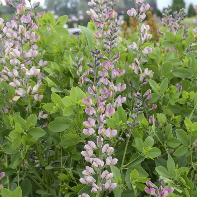 Baptisia Pink Truffles - Lupin indigo (Flowering)