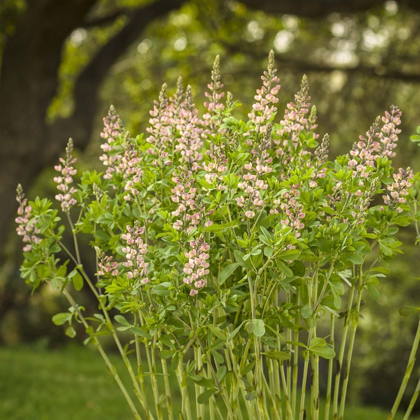 Baptisia Pink Truffles - Lupin indigo (Plant habit)