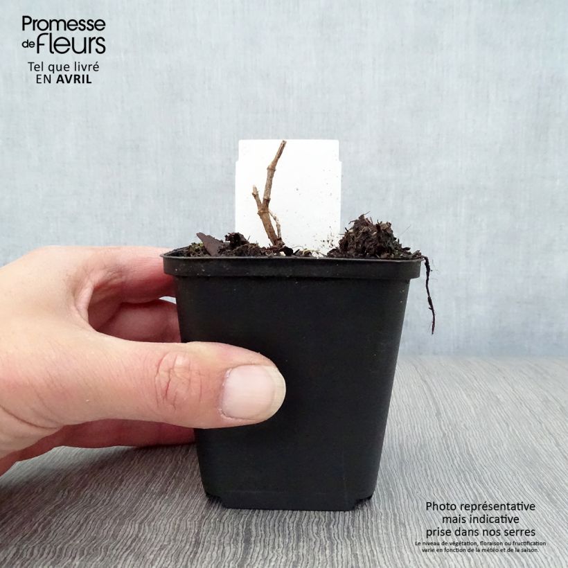 Example of Baptisia Pink Truffles - Lupin indigo Godet de 8/9 cm as you get in printemps