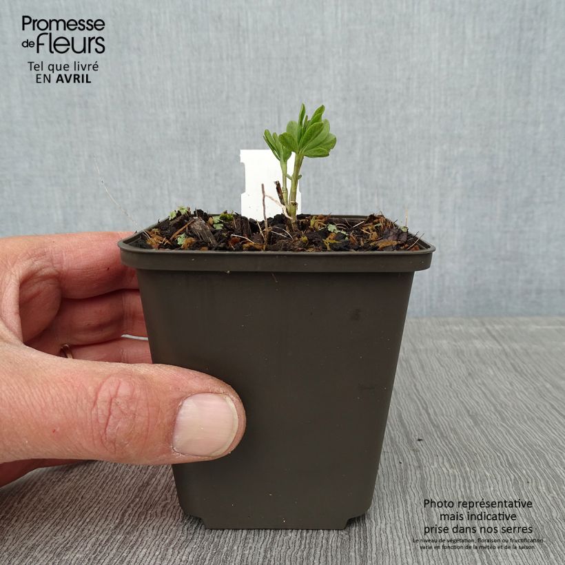 Spécimen de Baptisia Vanilla Cream - Lupin indigo Godet de 8/9 cm tel que livré au printemps