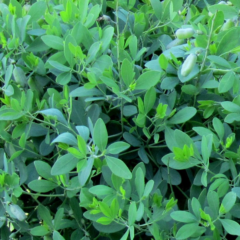 Baptisia alba var macrophylla, Faux Lupin (Foliage)