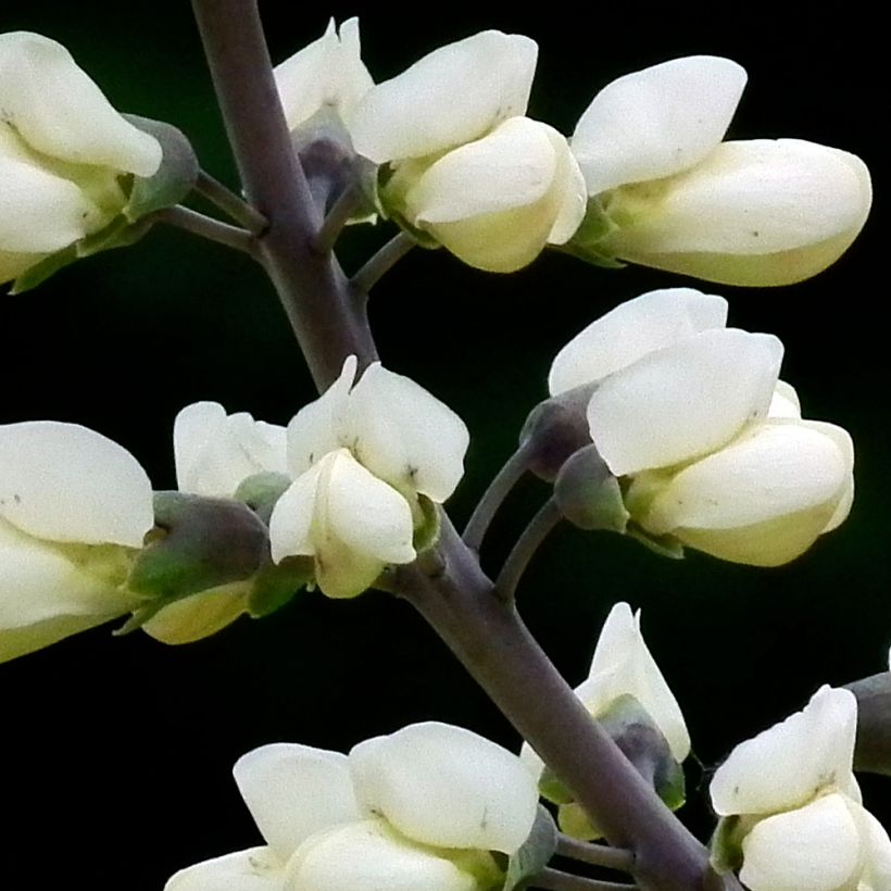 Baptisia alba var macrophylla, Faux Lupin (Flowering)