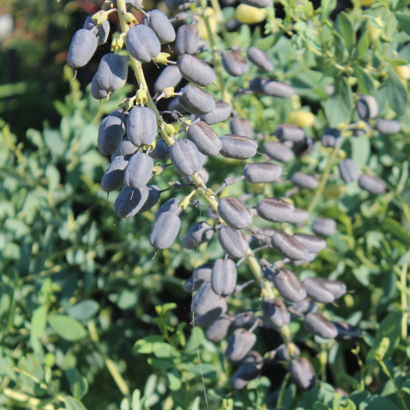 Baptisia alba var macrophylla, Faux Lupin (Harvest)