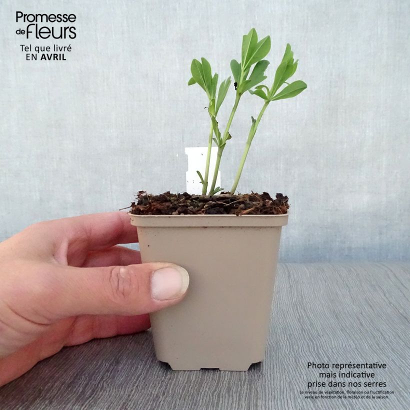 Example of Baptisia australis minor Dark Blue - Lupin indigo Godet de 8/9 cm as you get in printemps