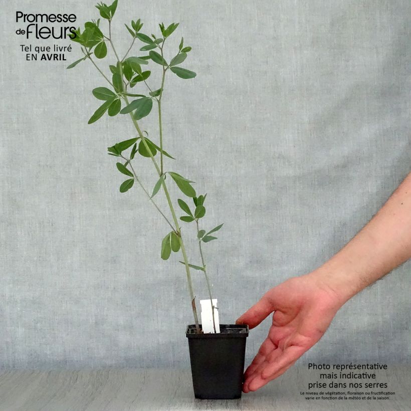 Example of Baptisia sphaerocarpa (= viridis) - Faux indigo jaune. Godet de 8/9 cm as you get in printemps