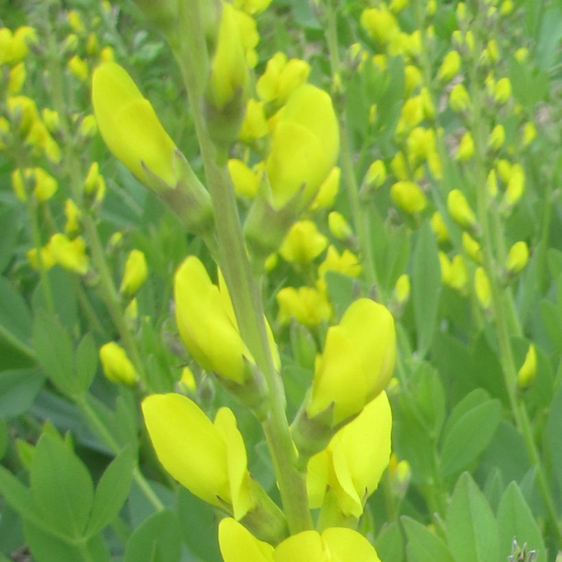 Baptisia tinctoria, Faux Lupin (Flowering)