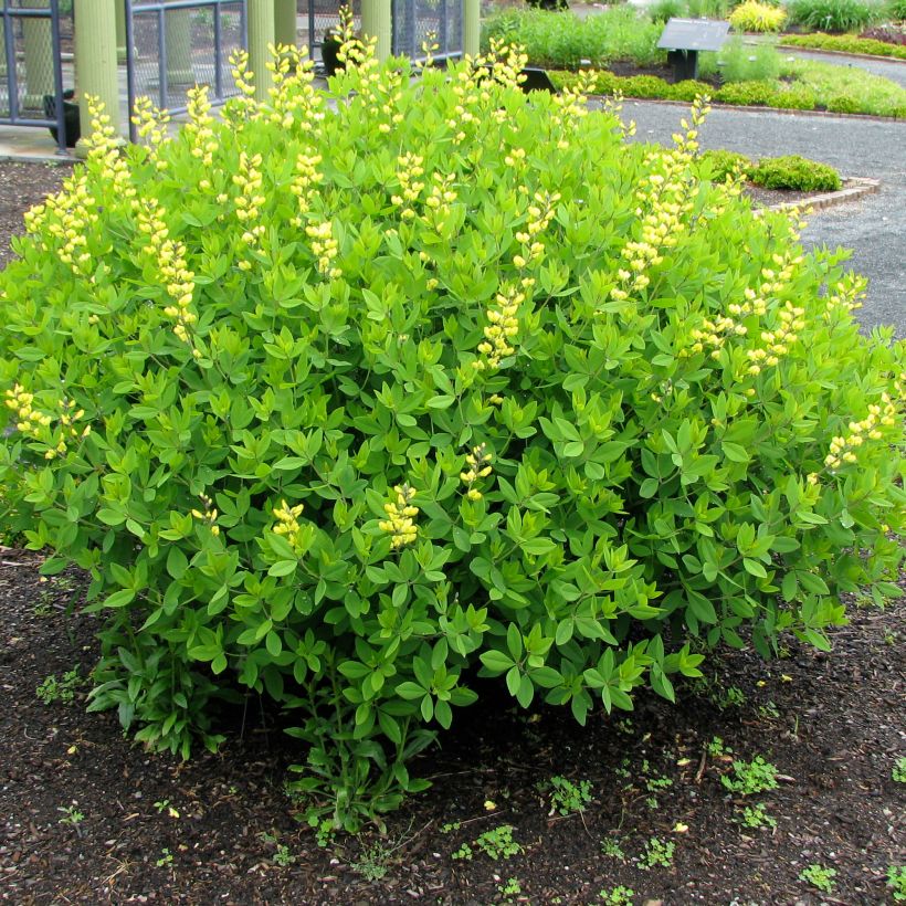 Baptisia tinctoria, Faux Lupin (Plant habit)