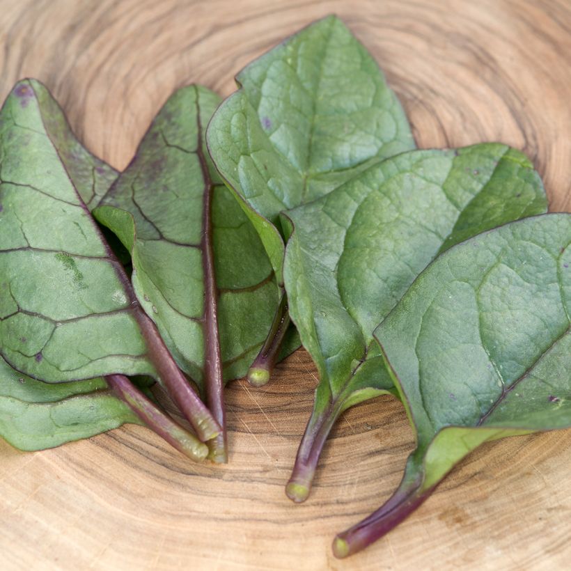 Basella alba ou Epinard de Malabar Select Red - Graines (Feuillage)