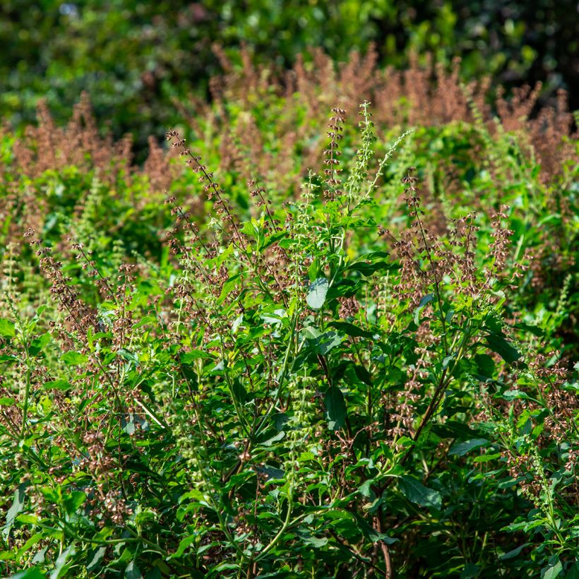 Basilic Cannelle Cinamonette (Port)