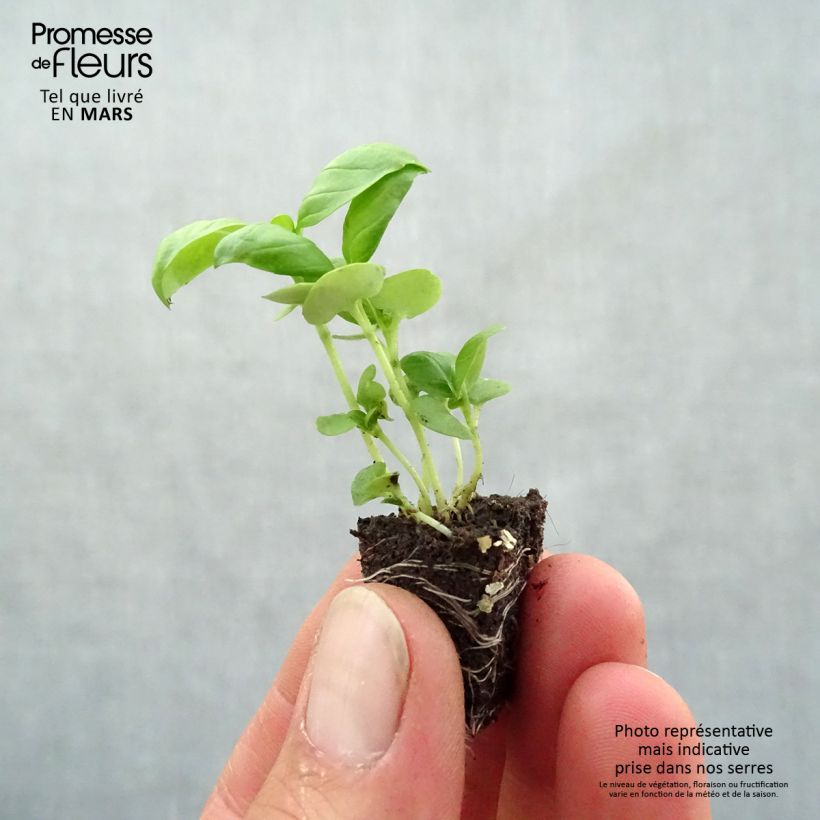 Spécimen de Basilic Grand Vert compact Mini-motte Ø 3/4 cm, Livré en hauteur de 5 à 10 cm tel que livré au printemps
