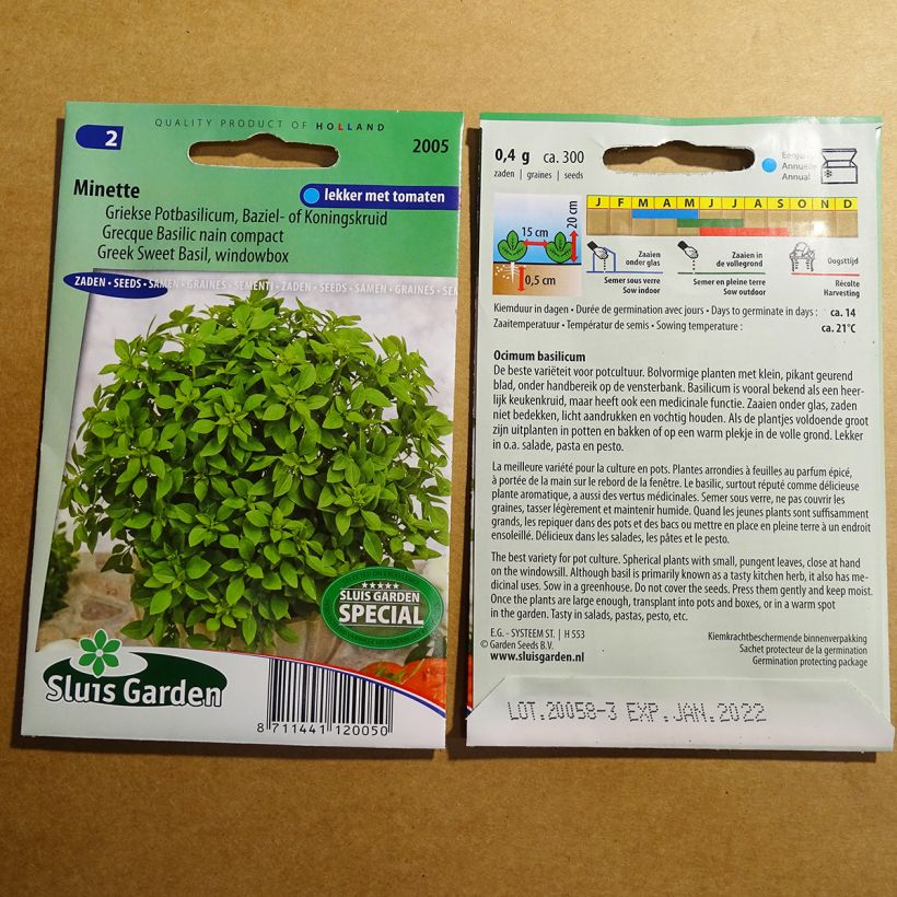 Exemple de spécimen de Basilic Minette fin vert nain compact - Basilic grec le sachet de 600 graines environ (1g) tel que livré