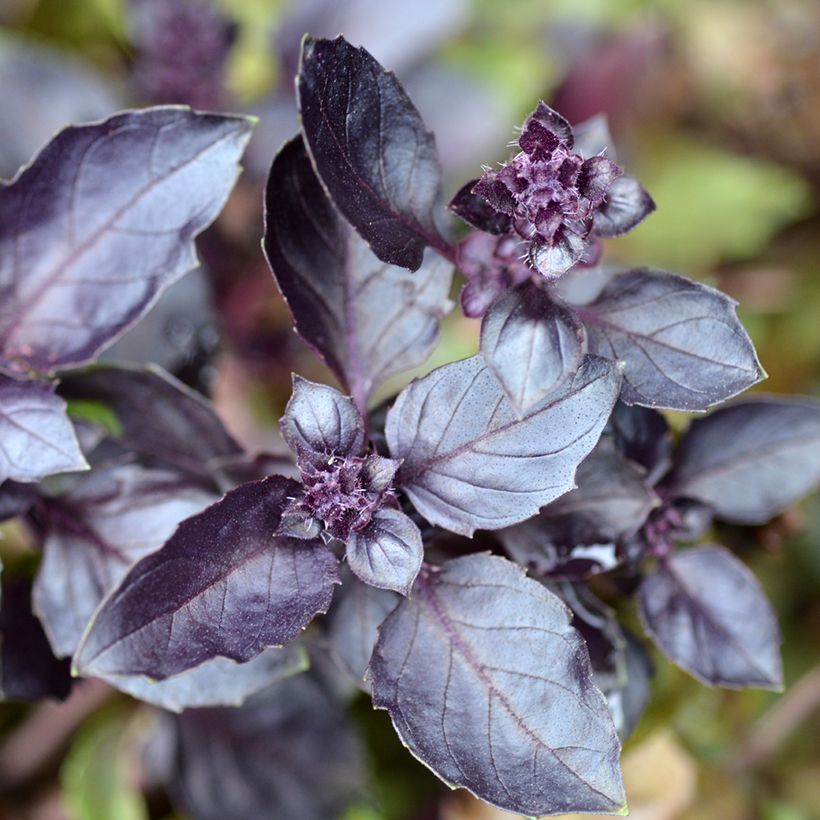 Basilic Dark Opal (Feuillage)