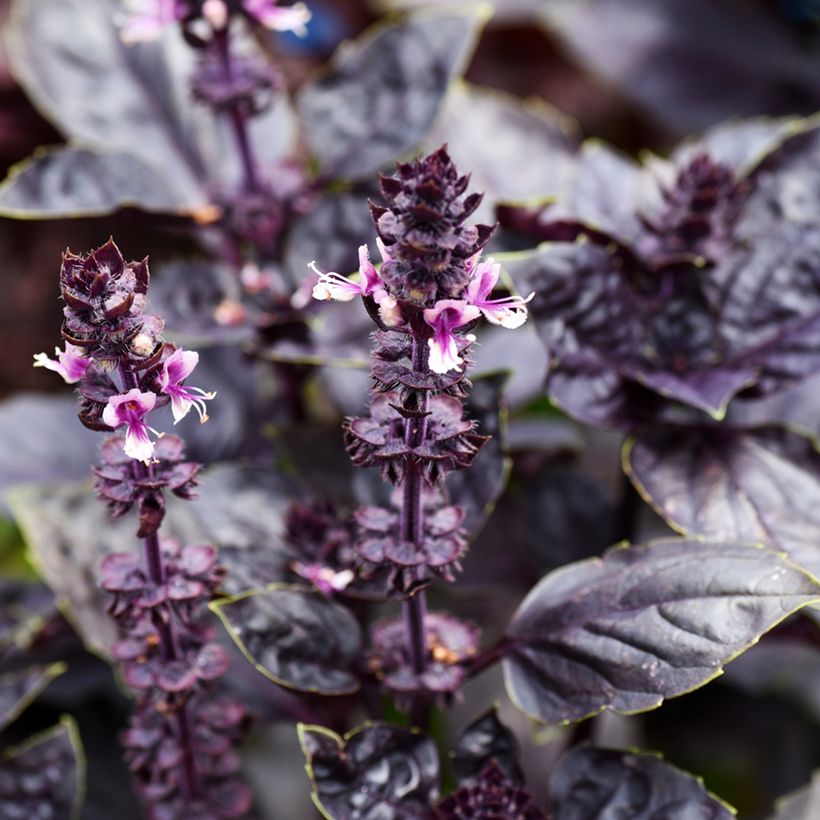 Basilic Dark Opal (Floraison)
