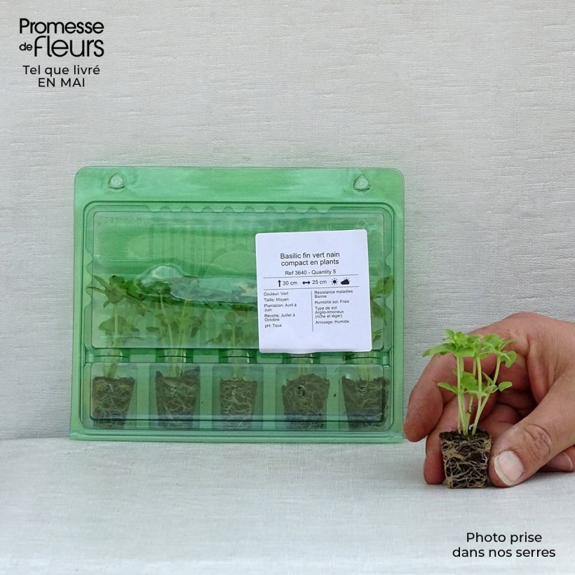 Spécimen de Basilic fin vert nain compact en plants Mini-motte Ø 3/4 cm, Livré en hauteur de 5 à 10 cm tel que livré au printemps