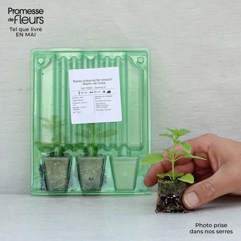 Spécimen de Basilic kubanischer strauch - Basilic de Cuba Mini-motte Ø 3/4 cm tel que livré au printemps