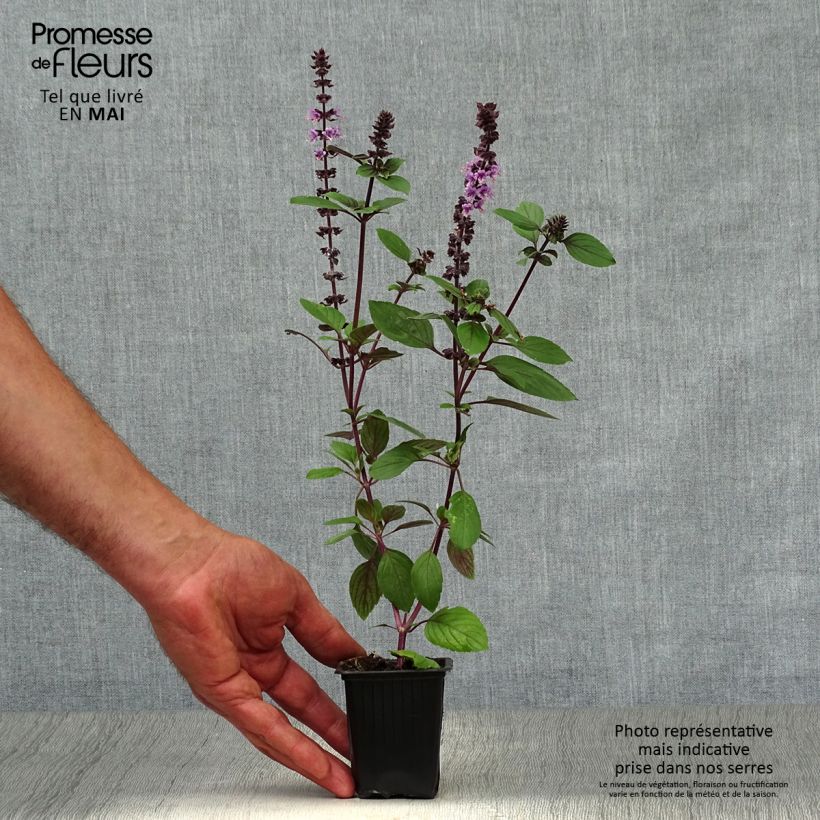 Spécimen de Basilic vivace Magic Mountain en plants  Godet de 7/8 cm tel que livré au printemps