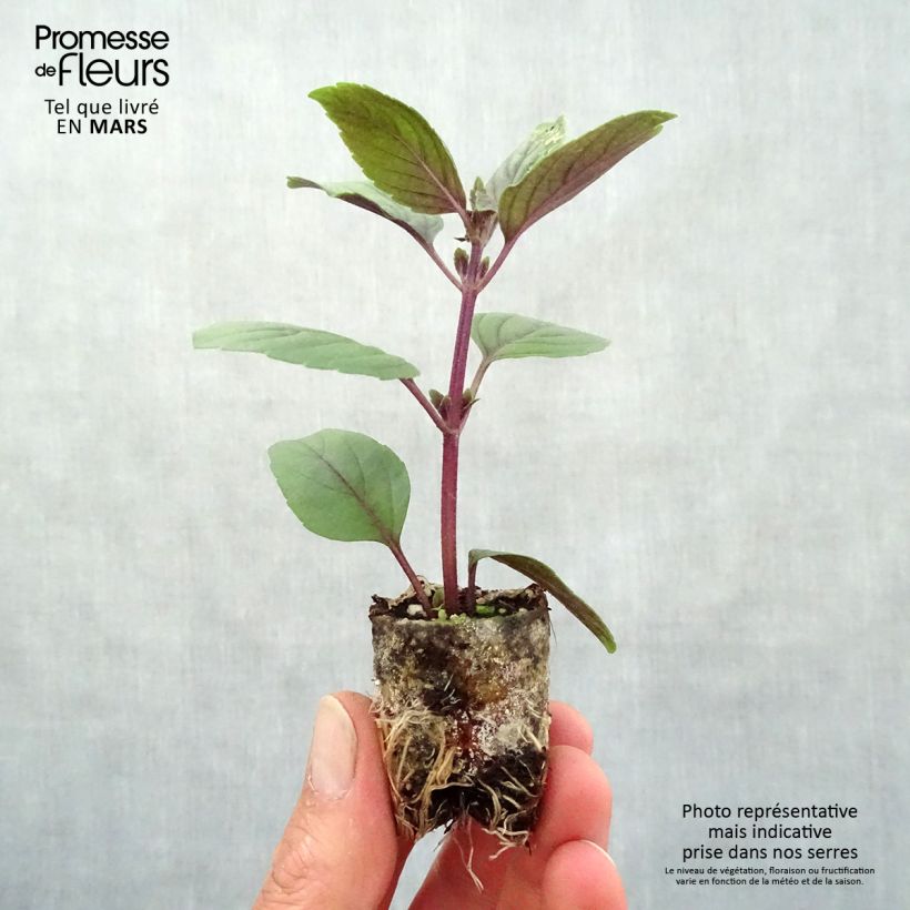 Spécimen de Basilic vivace Magic Mountain en plants  Mini-motte Ø 3/4 cm, Livré en hauteur de 5 à 10 cm tel que livré au printemps