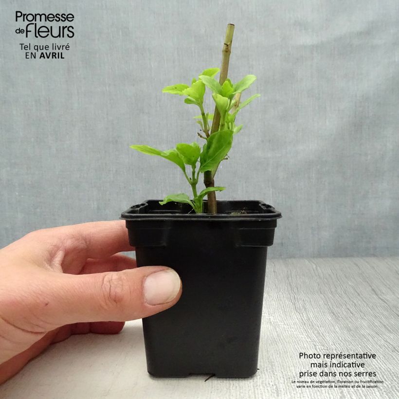 Spécimen de Basilic vivace anisé  Godet de 8/9 cm tel que livré au printemps