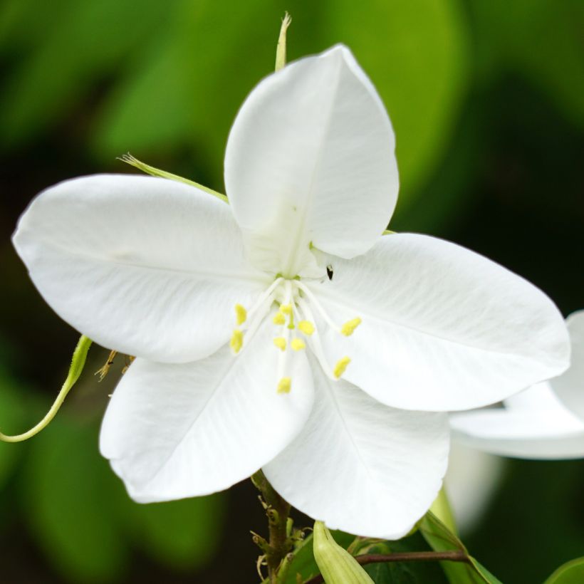 Bauhinia acuminata - Arbre à orchidées blanches (Floraison)