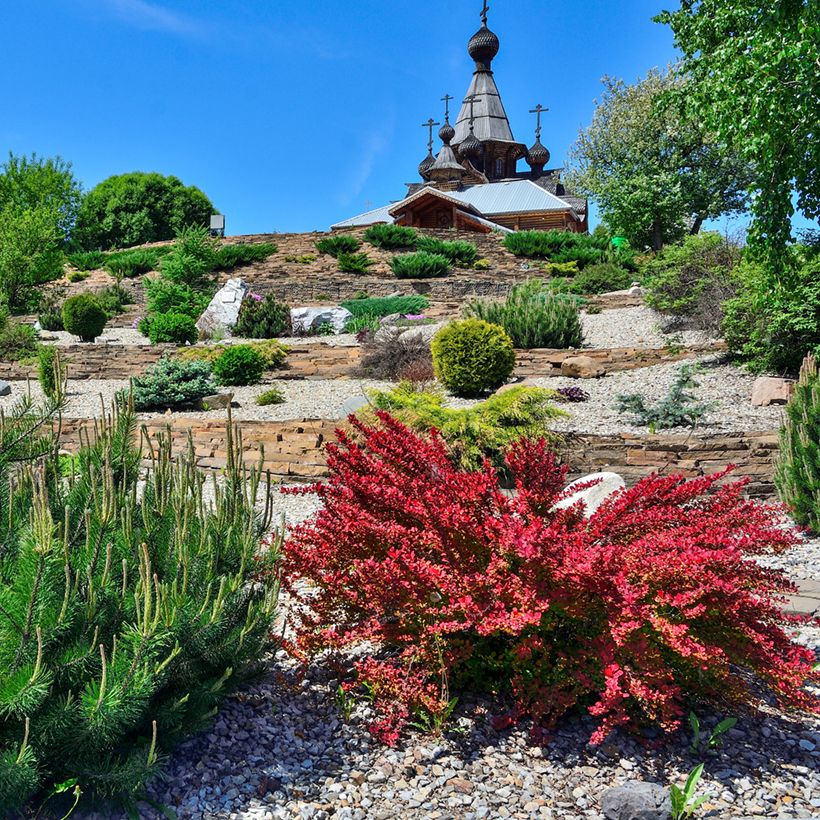 Beberis thunbergii Red Rocket - Epine-vinette (Plant habit)