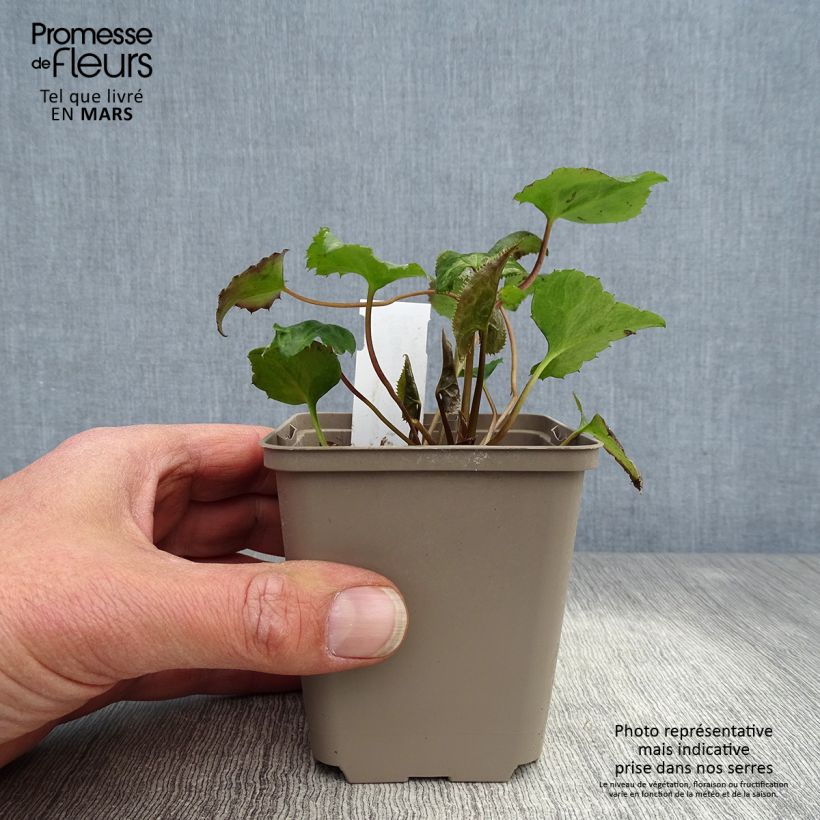 Spécimen de Beesia calthifolia Godet de 8/9 cm tel que livré au printemps