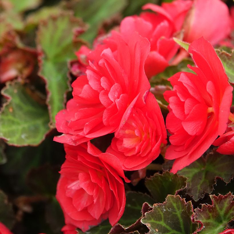 Begonia Bellissa Red (Floraison)