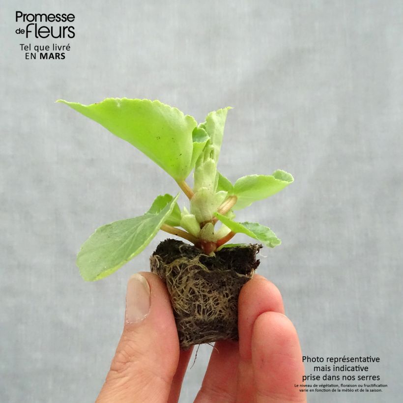 Spécimen de Bégonia Big F1 rose tendre Mini-motte Ø 3/4 cm, Plant vert d'environ 5 à 10 cm de hauteur tel que livré au printemps