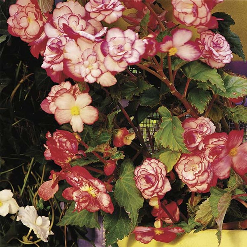 Begonia double Bouton de Rose (Plant habit)