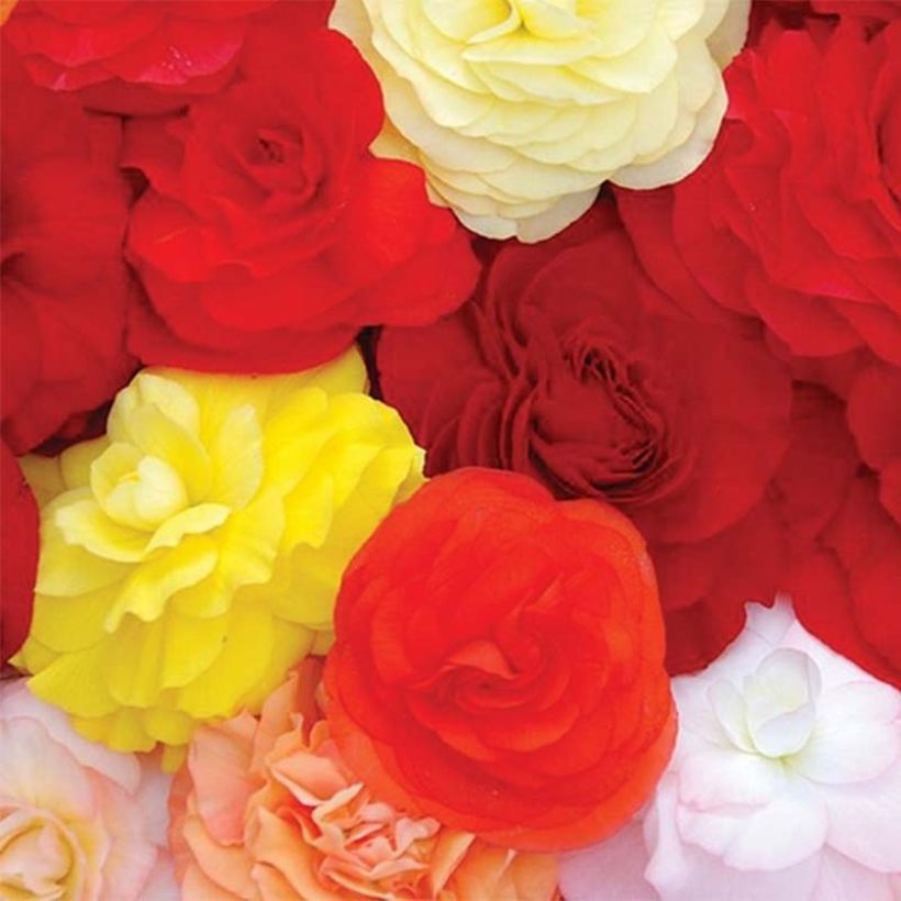 Begonia Compacta (Floraison)