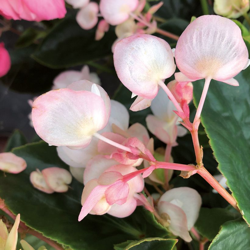 Begonia Dragon Wing White (Floraison)