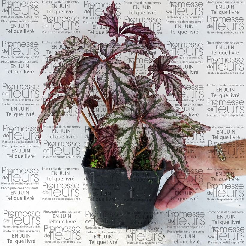 Exemple de spécimen de Begonia Garden Angel Plum Pot de 2L/3L tel que livré