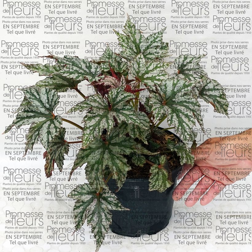 Exemple de spécimen de Begonia Garden Angel Silver Pot de 2L/3L tel que livré