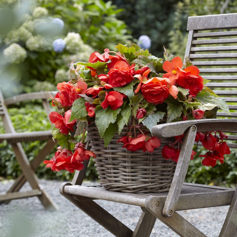 Bégonia double retombant Red Glory - Begonia Odorata  (Port)