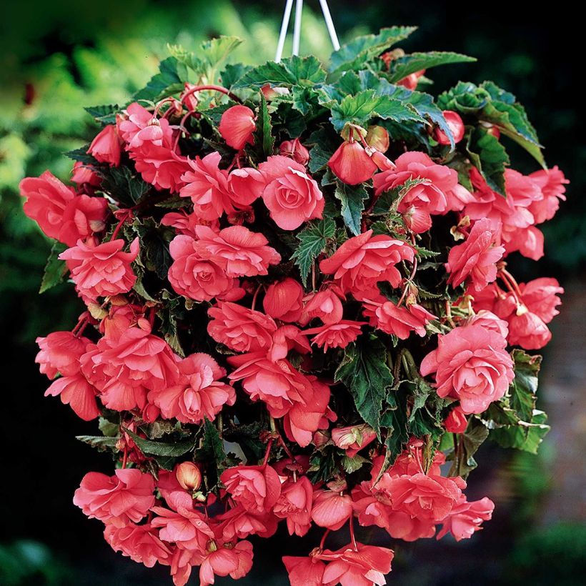 Bégonia retombant Cascade Pink - Begonia Pendula  (Floraison)