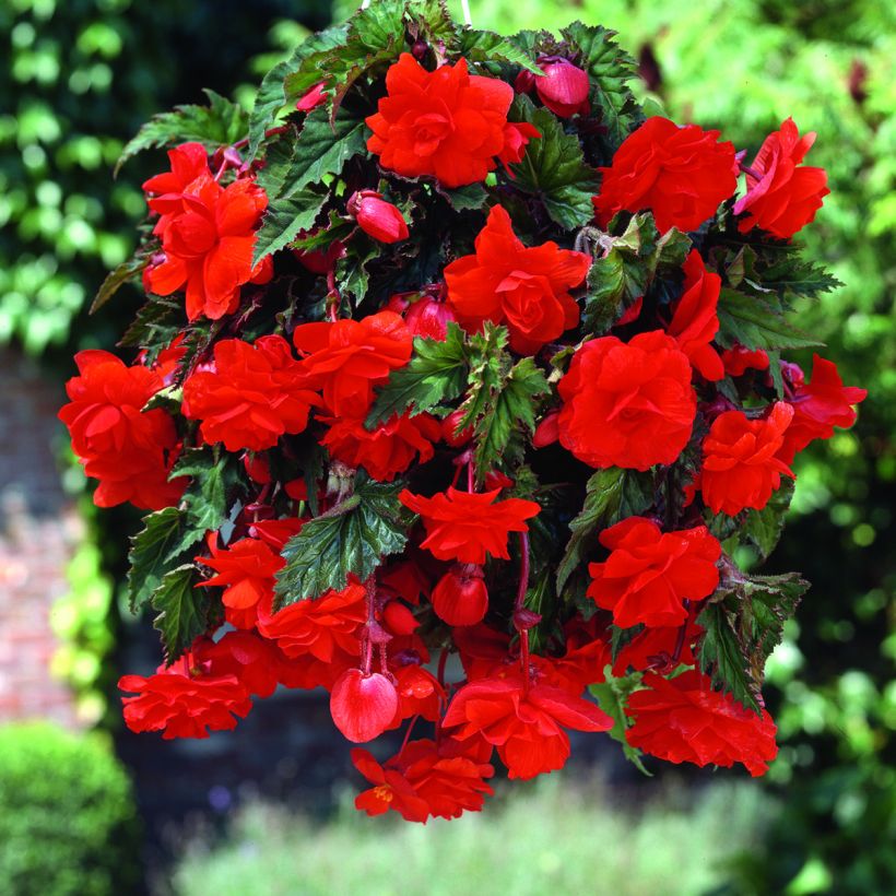 Begonia Pendula Cascade Scarlet - Bégonia retombant (Floraison)
