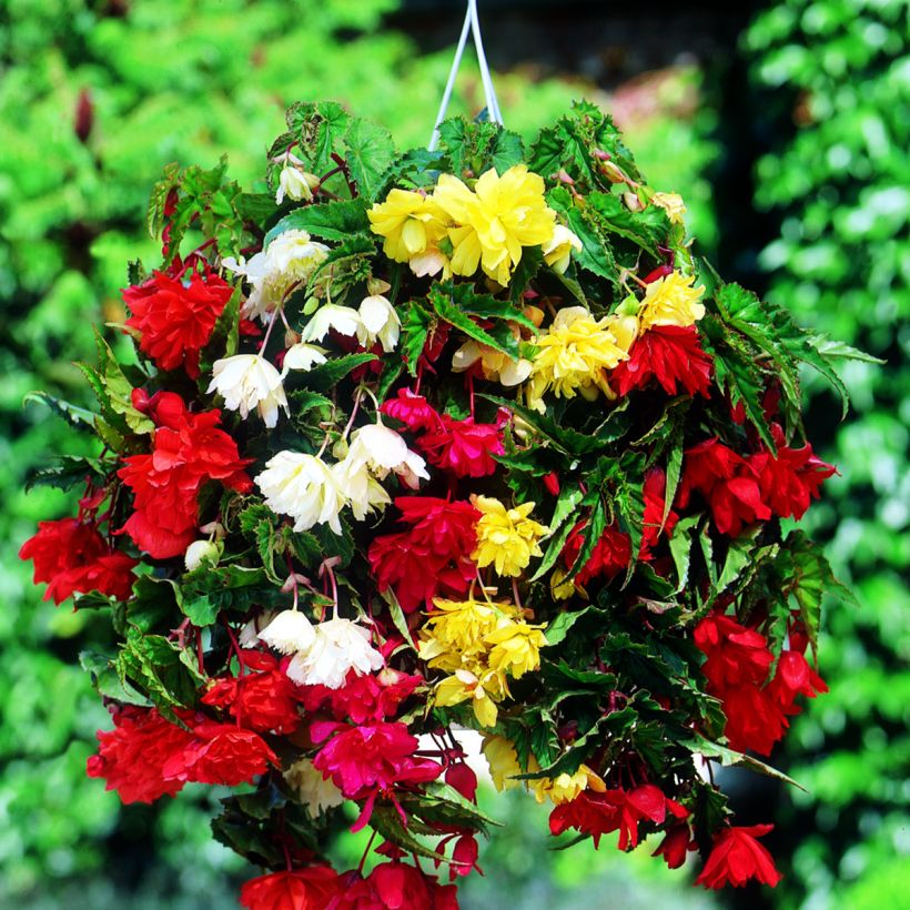 Begonia Pendula mix 6 couleurs - Bégonia retombant (Flowering)