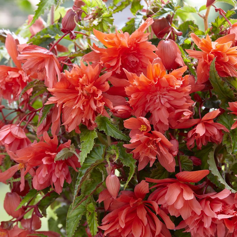 Bégonia retombant Salmon - Begonia Pendula  (Flowering)