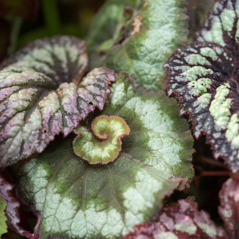 Begonia Rex Escargot - Bégonia escargot (Foliage)