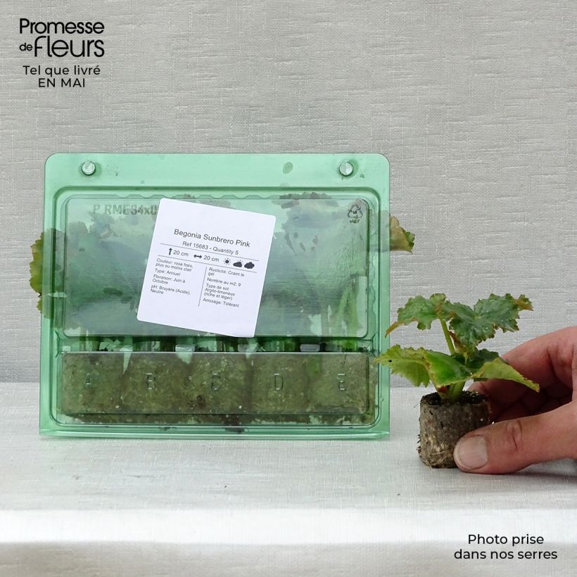 Spécimen de Begonia Sunbrero Pink Mini-motte Ø 3/4 cm tel que livré au printemps