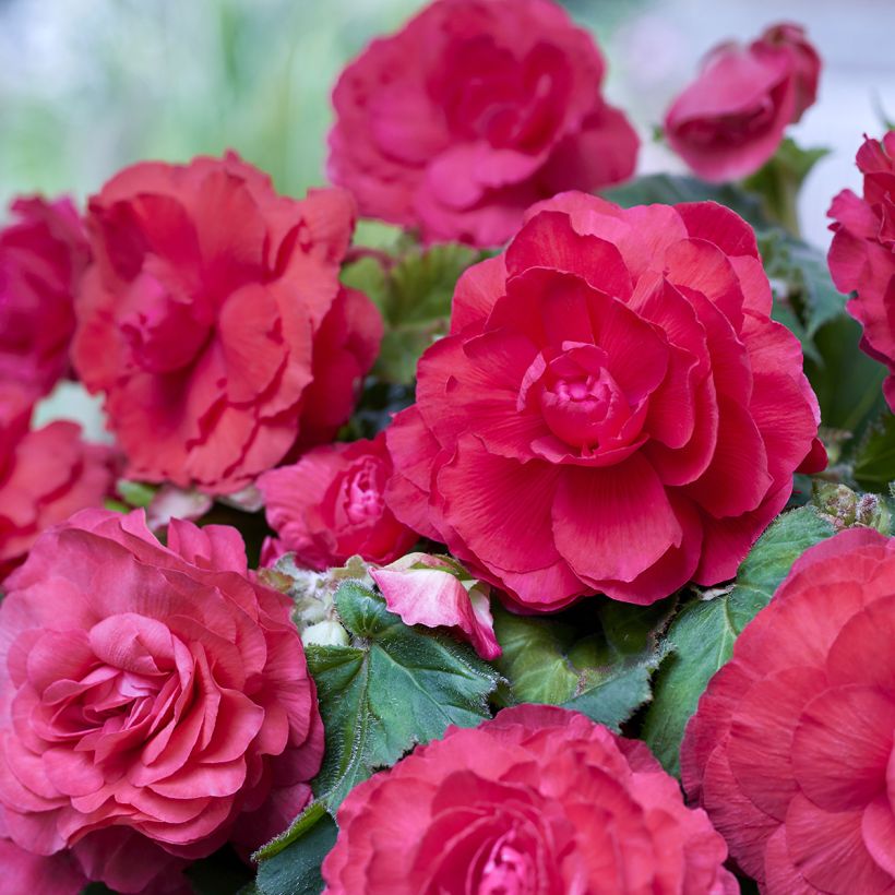 Begonia Superba Pink - Bégonia tubéreux double rose (Floraison)
