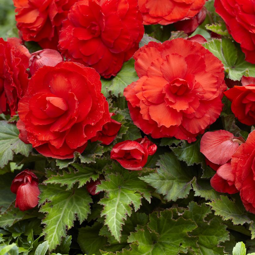Begonia Superba Red - Bégonia tubéreux double rouge (Floraison)