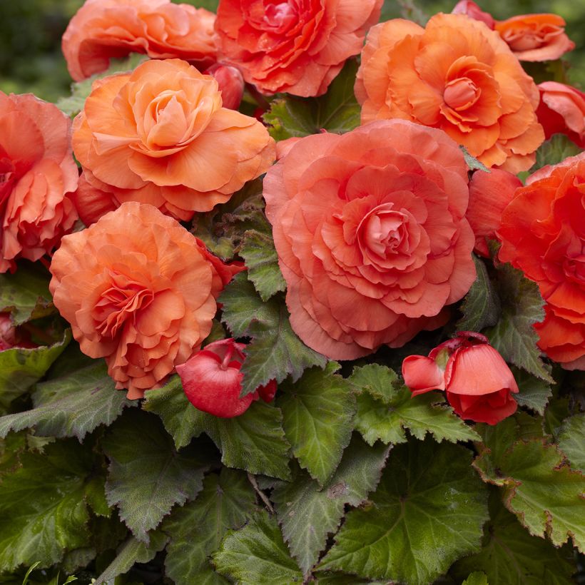 Begonia Superba Salmon - Bégonia tubéreux double saumon (Flowering)