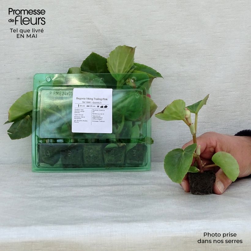 Spécimen de Begonia Viking Trailing Pink  Mini-motte Ø 3/4 cm tel que livré au printemps