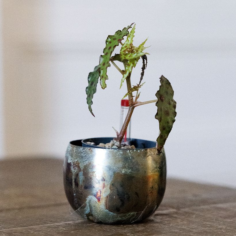 Begonia amphioxus - Bégonia d'intérieur (Port)
