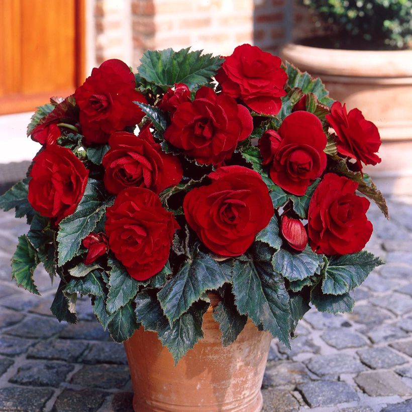 Bégonia double Dark red - Begonia Grandiflora (Plant habit)
