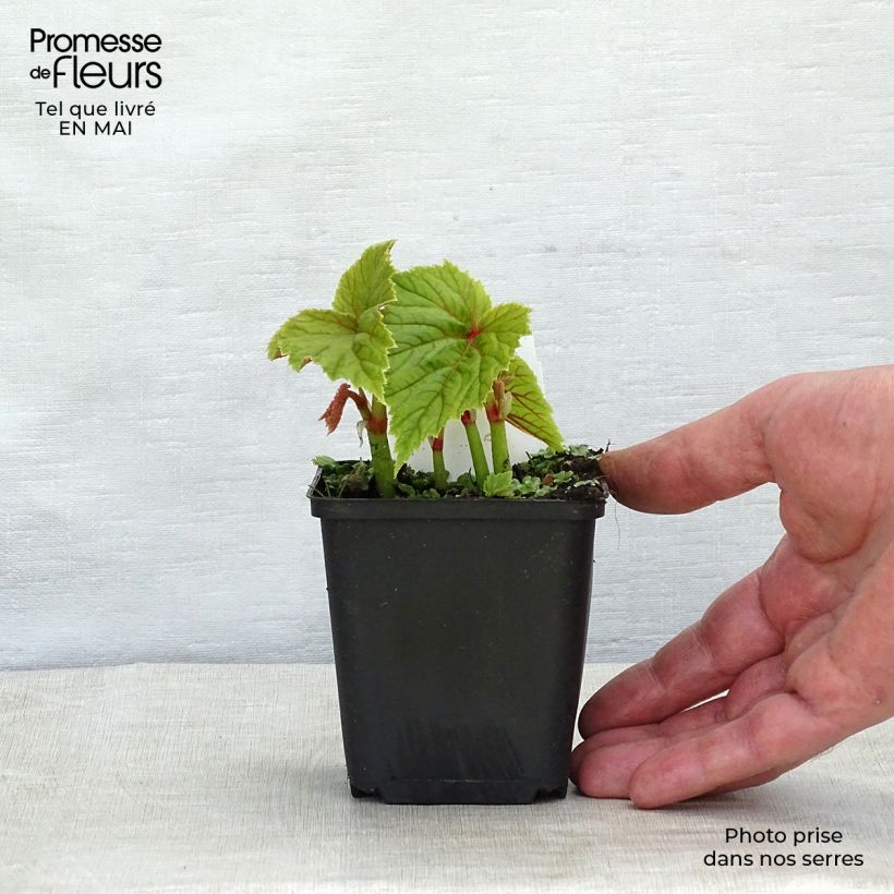 Spécimen de Begonia grandis evansiana Godet de 8/9 cm tel que livré au printemps