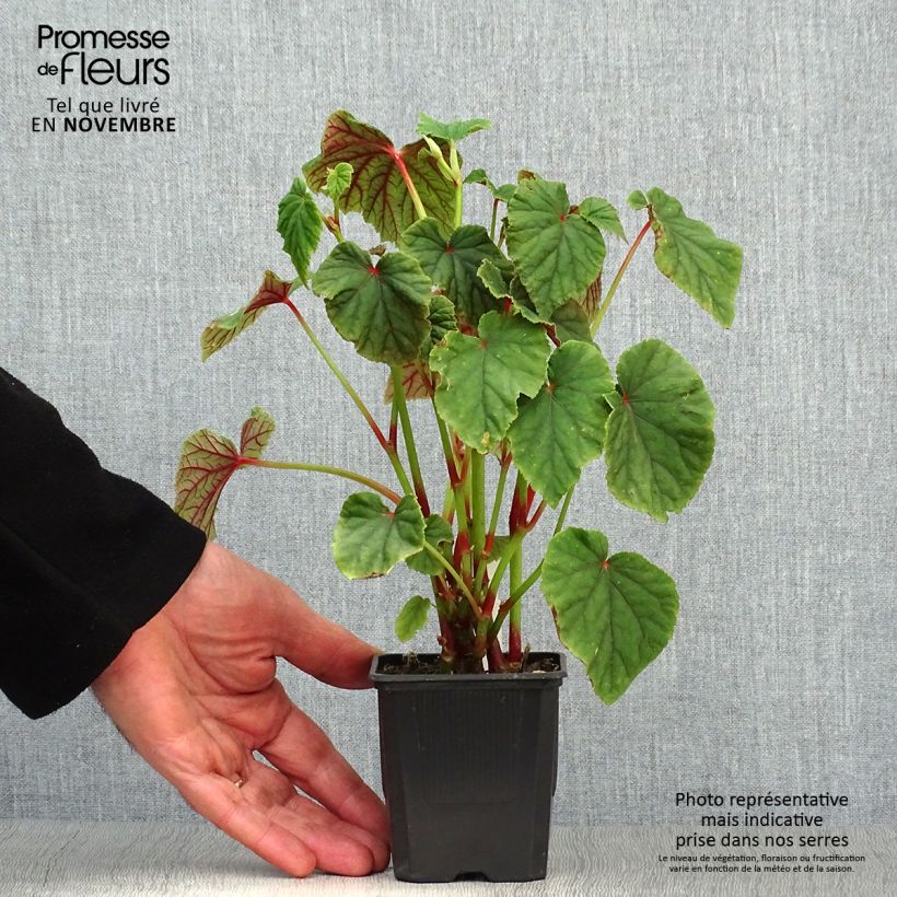 Spécimen de Begonia grandis evansiana Godet de 8/9 cm tel que livré en automne