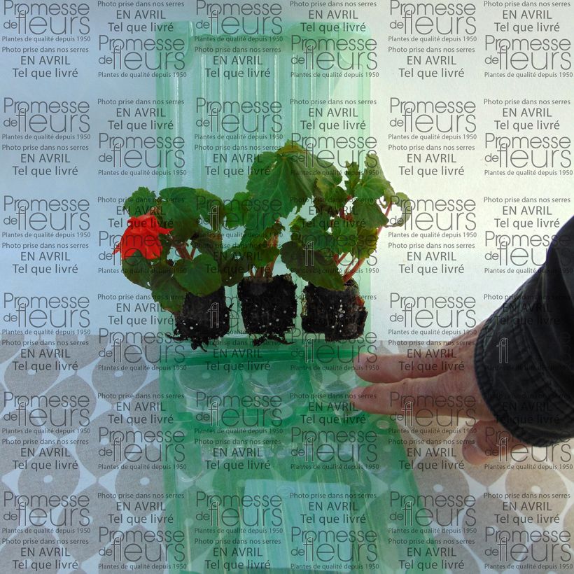 Exemple de spécimen de Bégonia retombant Belleconia Hot orange Mini-motte Ø 3/4 cm, Plant vert de 5 à 10 cm de haut tel que livré