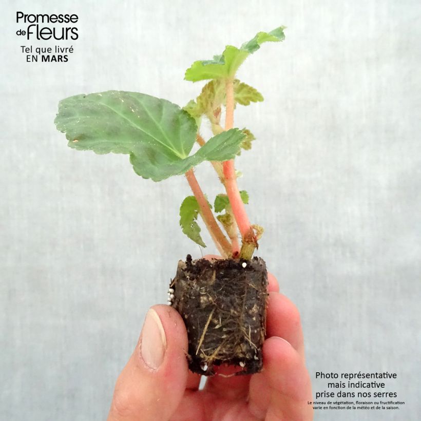 Spécimen de Bégonia retombant Chardonnay Mini-motte Ø 3/4 cm, Plant vert de 5 à 10 cm de haut tel que livré au printemps